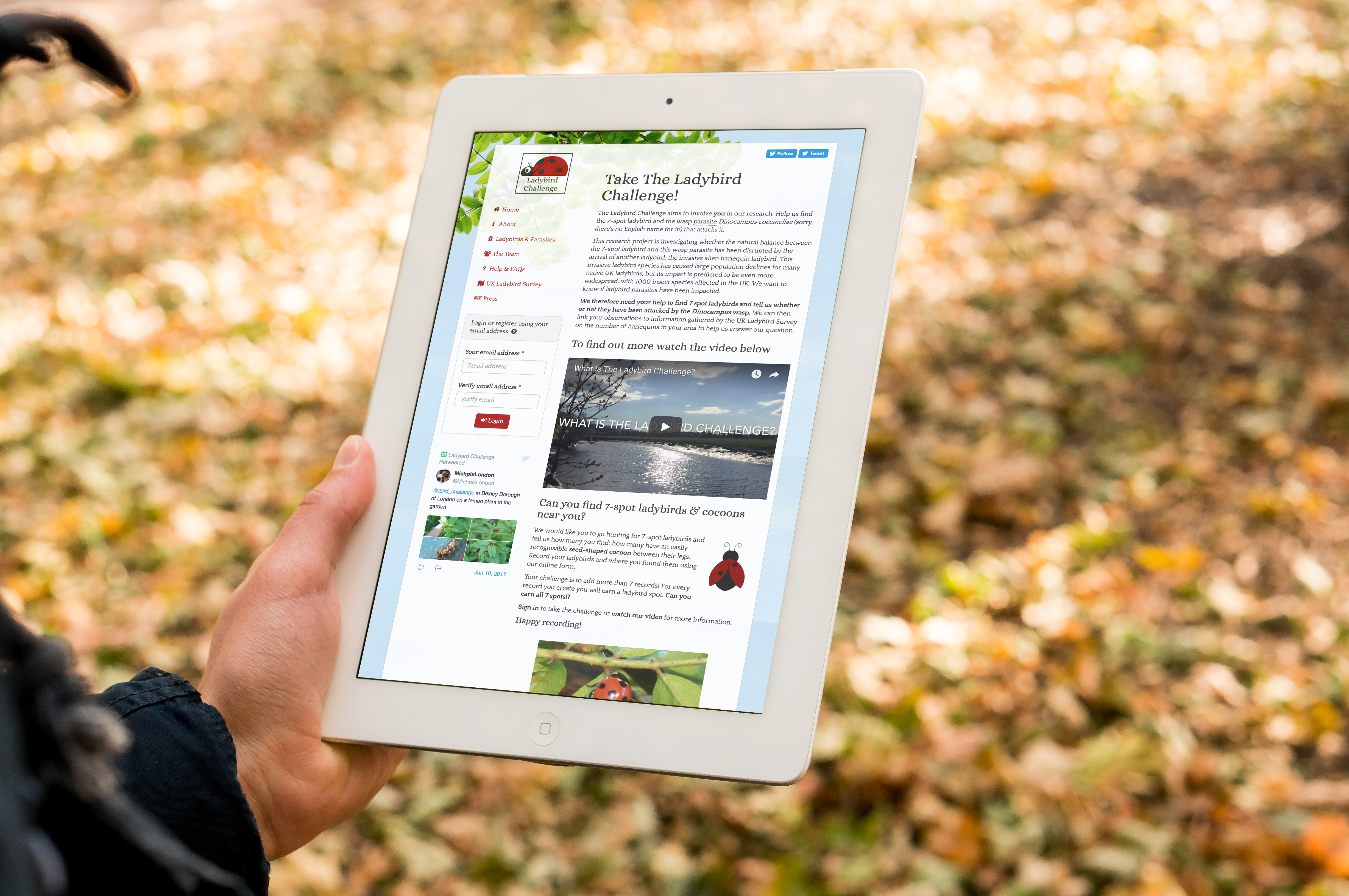 Ladybird challenge on iPad